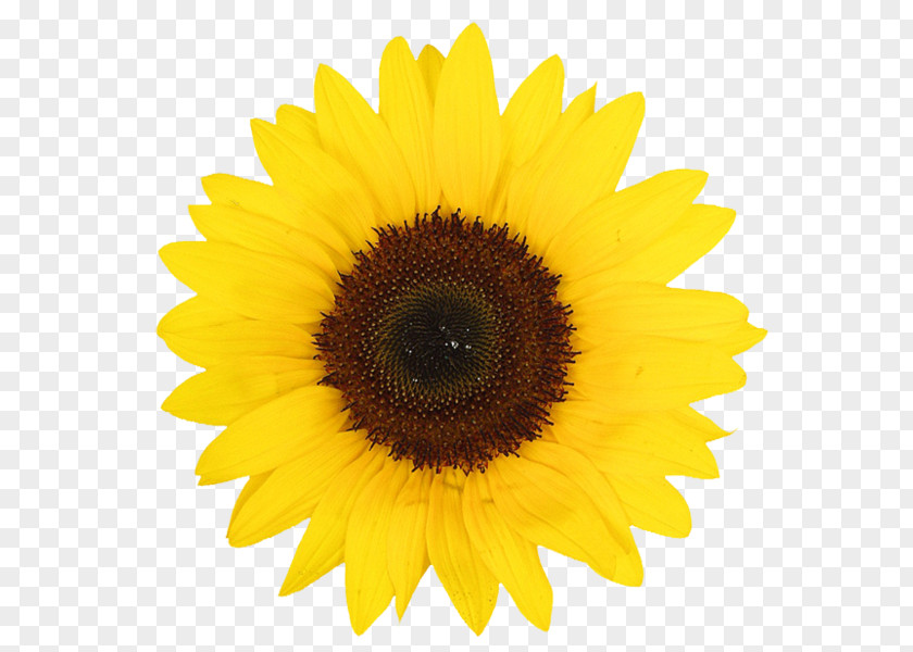 Sunflower Common Daisy Family Yellow PNG