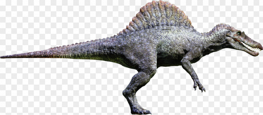 Tyrannosaurus Spinosaurus Giganotosaurus Ankylosaurus Carcharodontosaurus PNG