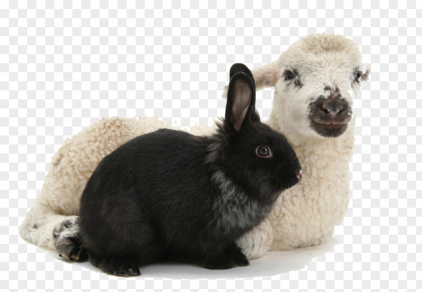 Black Rabbit Aries Domestic Sheep European PNG