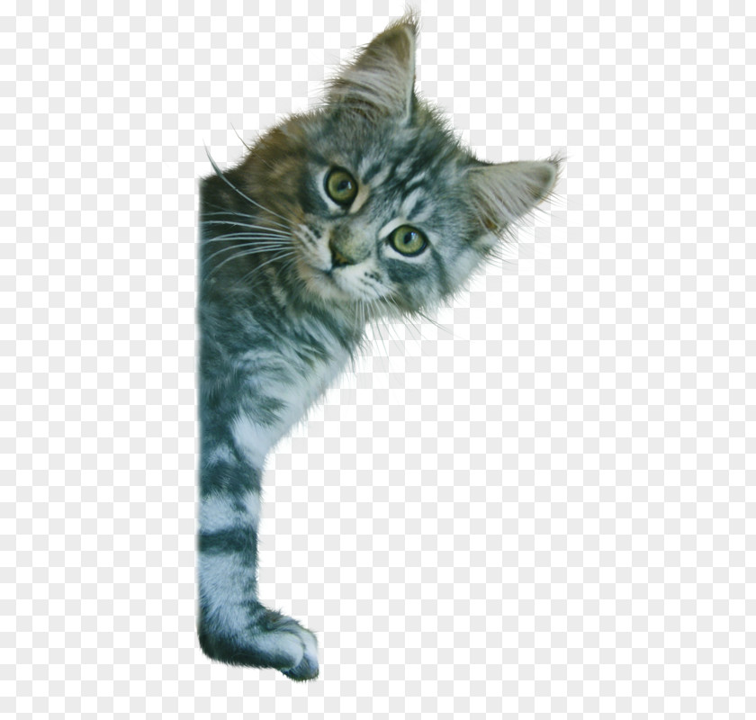 Kitten Maine Coon American Wirehair Nebelung Whiskers PNG