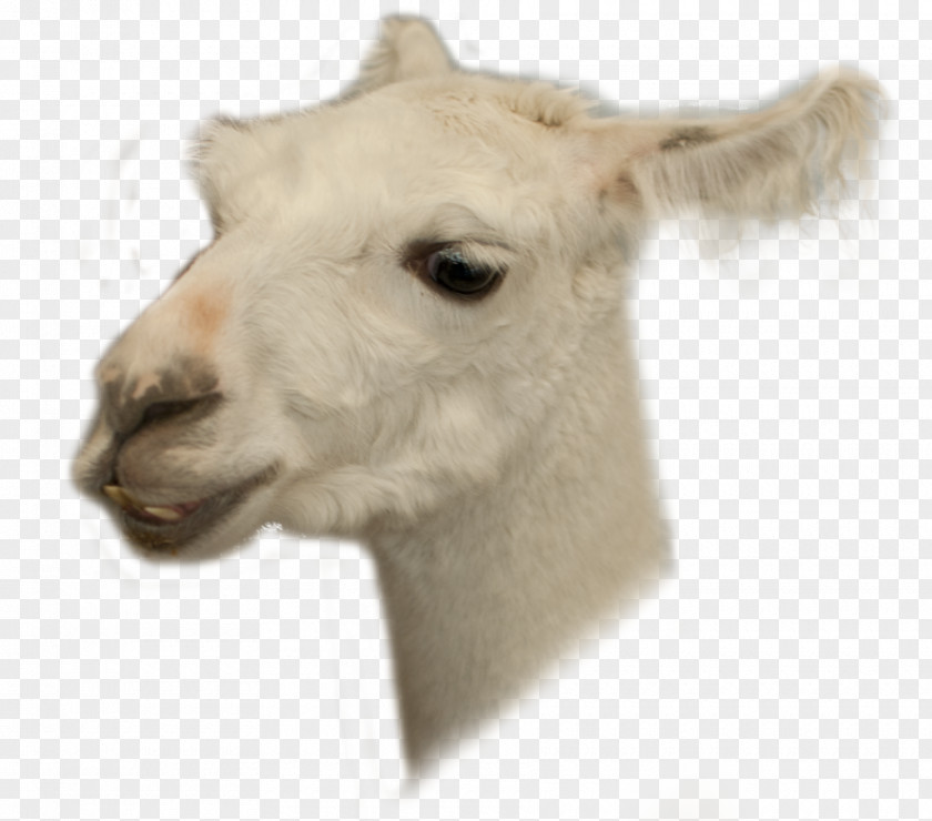 Unicorn Head Llama DeviantArt Desktop Wallpaper PNG