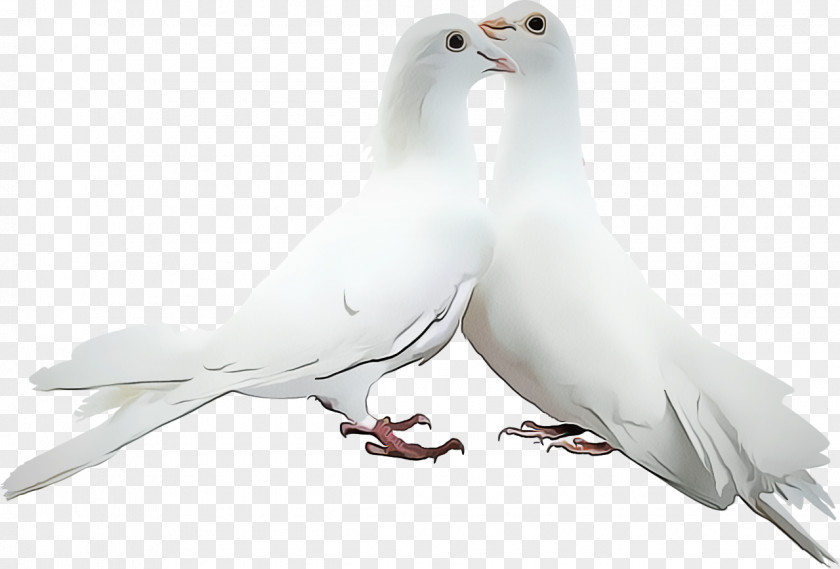 Wing Feather Typical Pigeons And Doves GIF Picture Frames Adobe Photoshop PNG