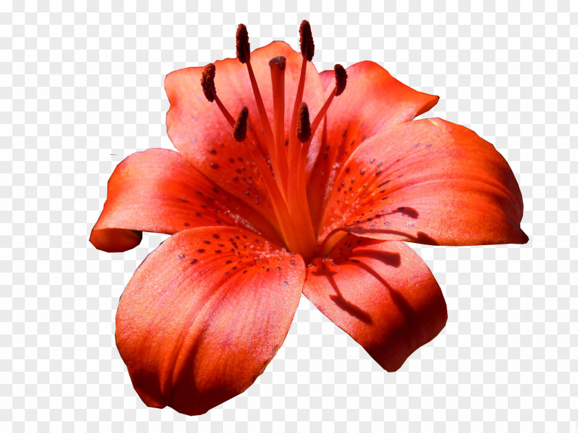Flower Lilium Bulbiferum Bouquet Daylily Parfumerie PNG