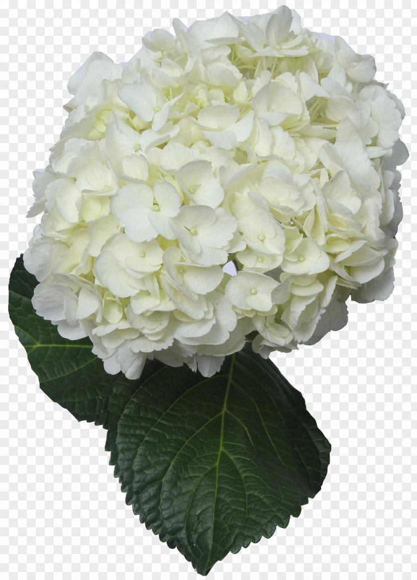 Hydrangea Cut Flowers White Green PNG