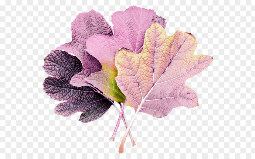 Leaf Petal Clip Art PNG