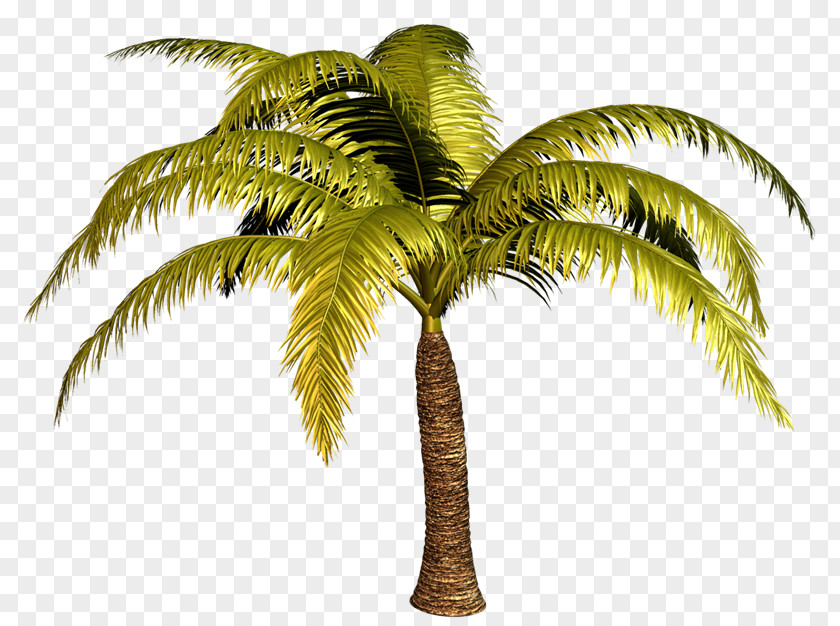 PALMERAS Babassu Arecaceae Tree Date Palm PNG