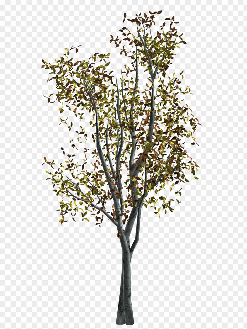 Tree Twig Autumn PNG