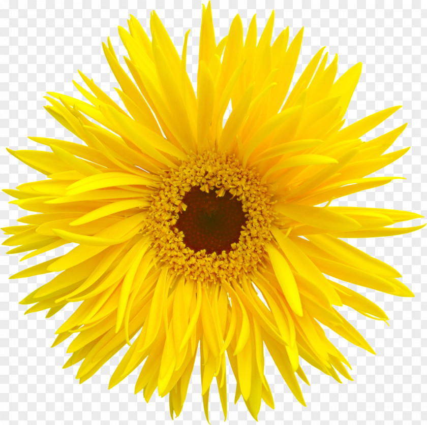 Autumn Common Sunflower Transvaal Daisy PNG