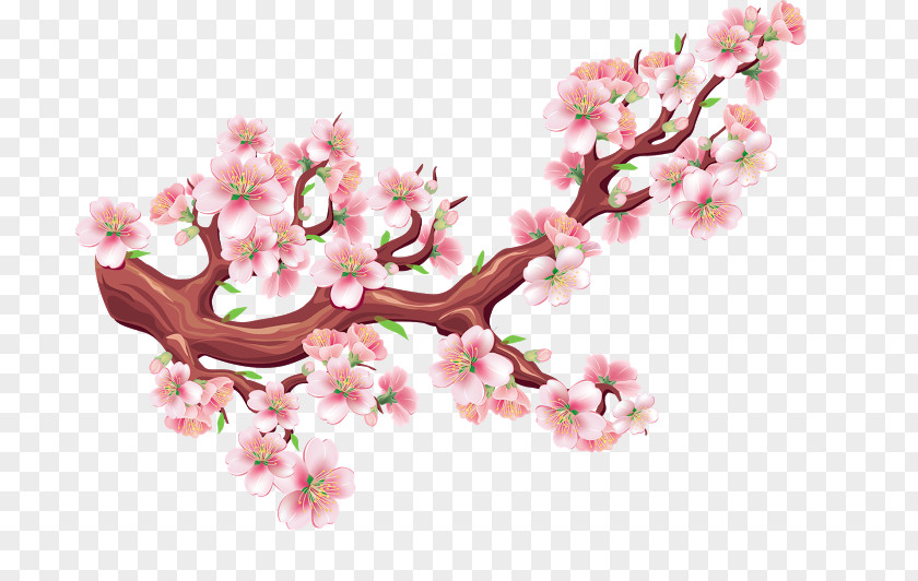 Bird Cherry Blossom Flower Tree PNG