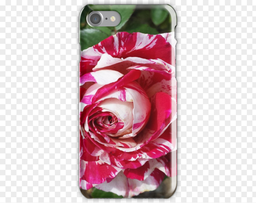 Rose Skin Garden Roses Cabbage Petal Cut Flowers White PNG