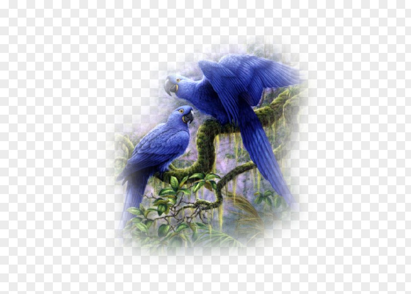 Bird Perroquet Parrot PNG