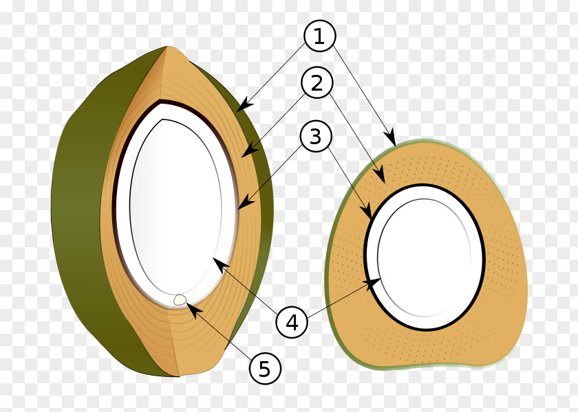 Coco Fat Coconut Milk Drupe Egzokarp Mesocarpi PNG