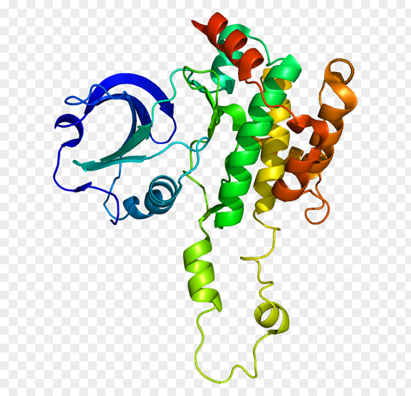 Gene SLK Protein Kinase Threonine PNG