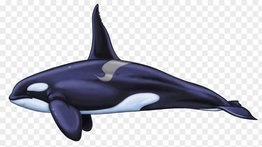 Killer Whale Common Bottlenose Dolphin Rough-toothed Tucuxi White-beaked Wholphin PNG