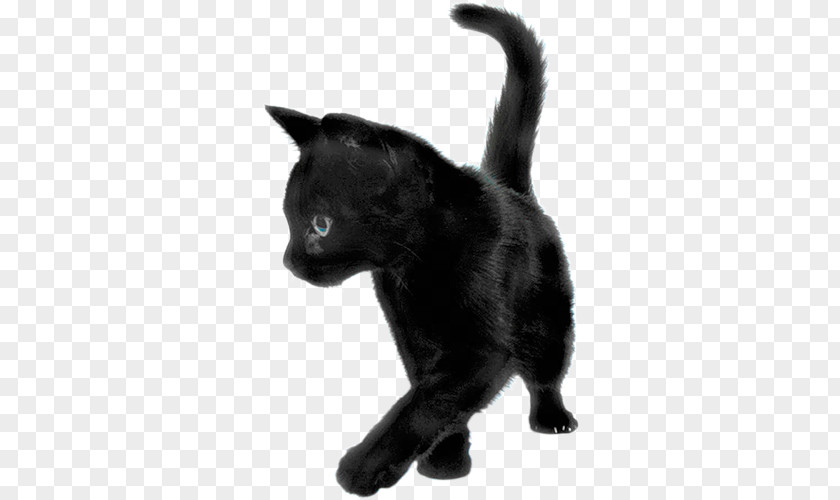 Kitten Persian Cat Savannah Black PNG