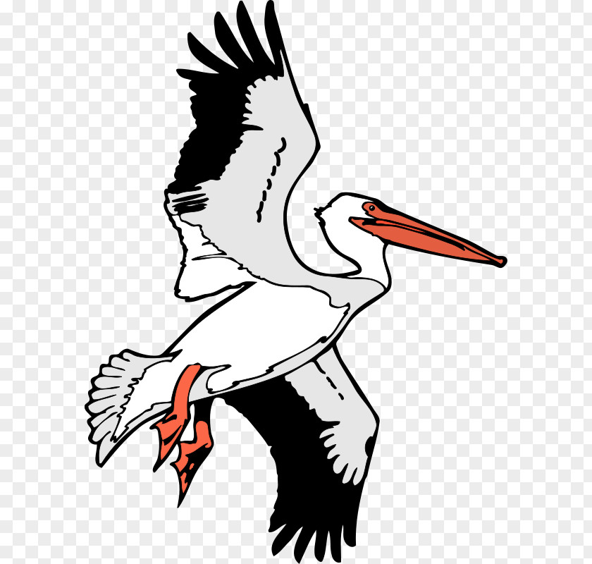 Free Bird Vector Flight Brown Pelican Clip Art PNG