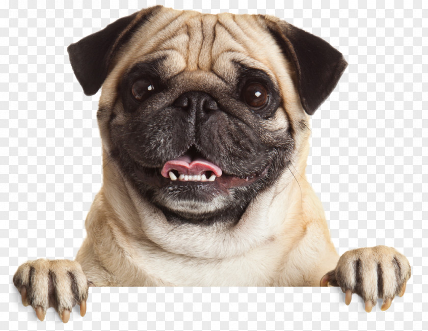 Pug Puppy Stock Photography Pet Dog Breed PNG