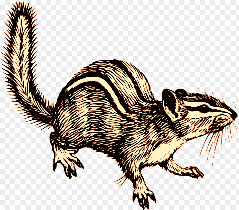 Rat Tail Eastern Chipmunk Squirrel Grasshopper Mouse PNG