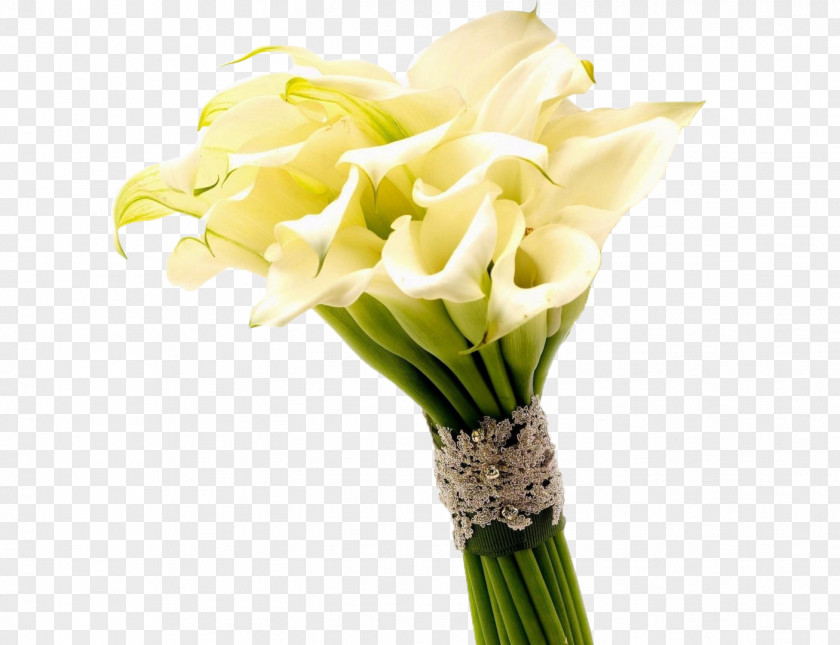 Yellow Taro Flower Bouquet Photography Photos Arum-lily Callalily Wallpaper PNG