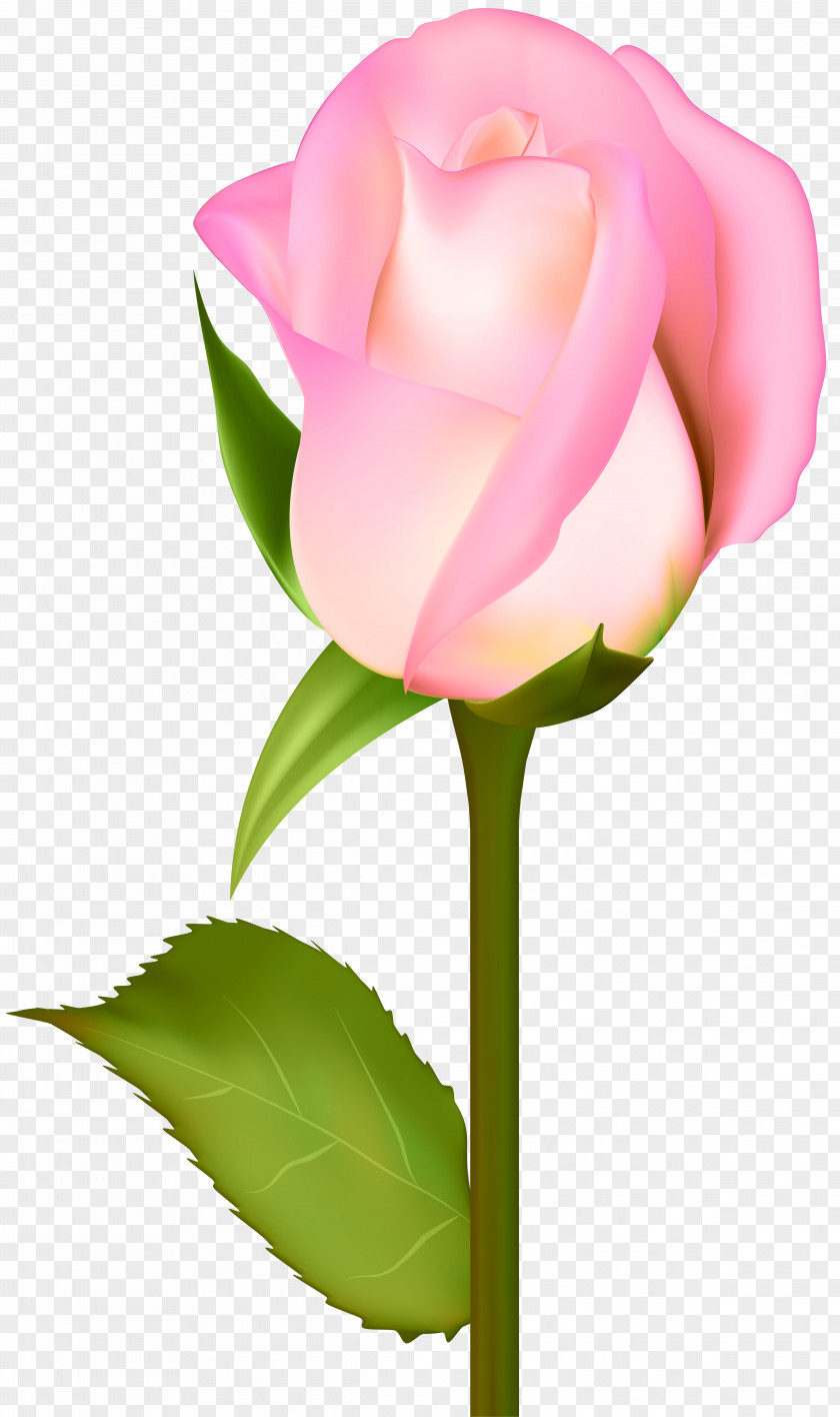 Beautiful Rose Transparent Clip Art Image Garden Roses Centifolia PNG