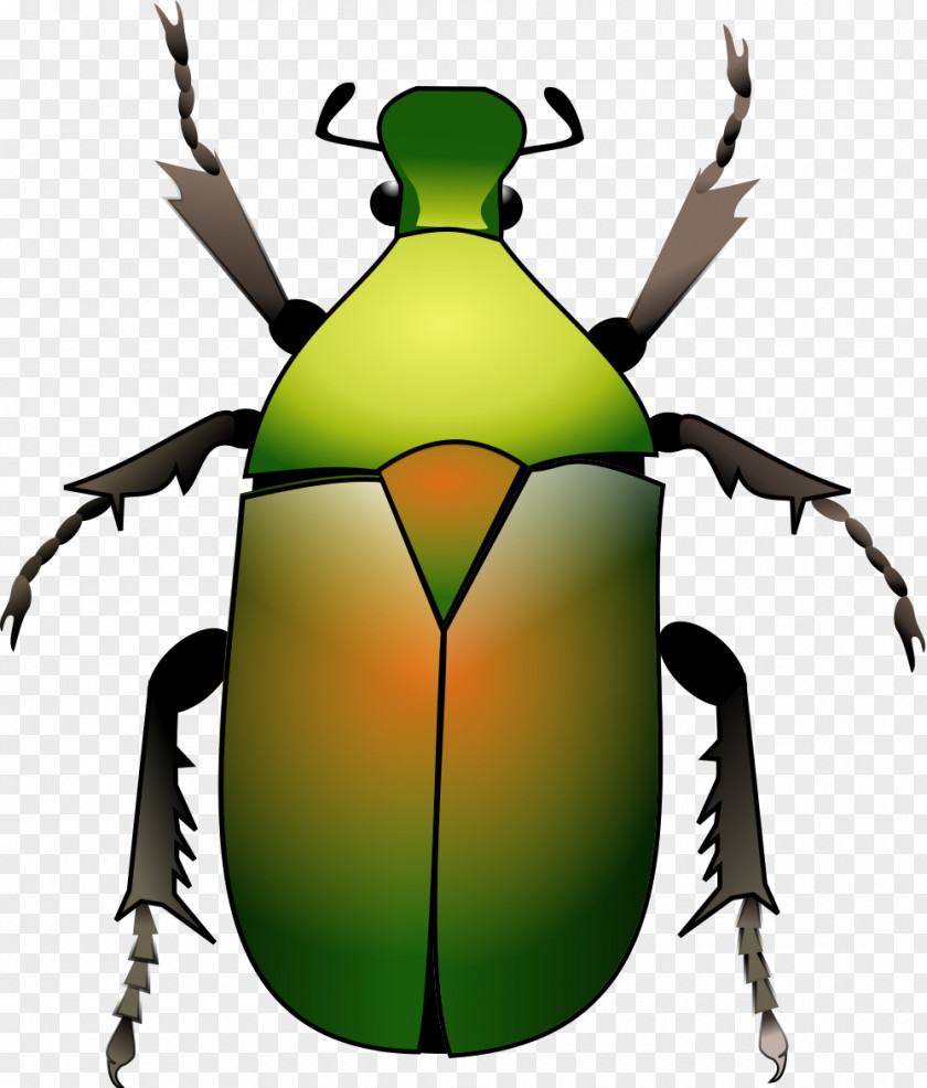 Beetle Weevil Clip Art PNG