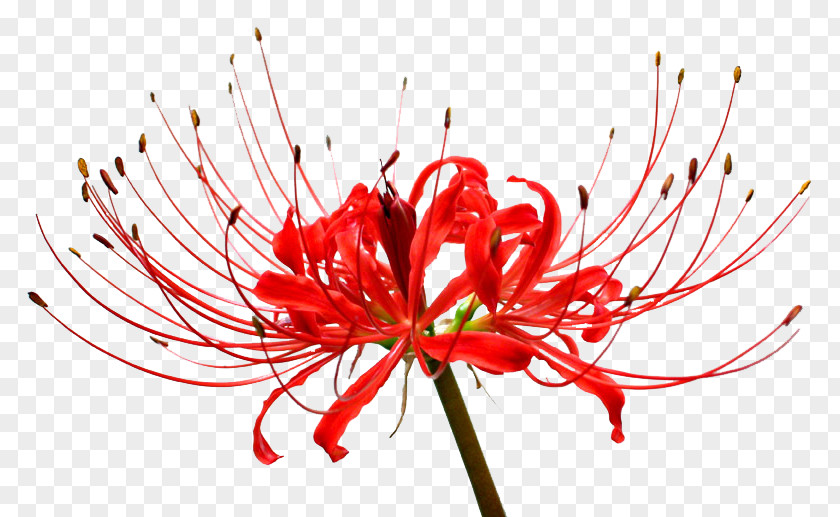 Bulb Red Spider Lily Surprise Lilium Kinchakuda PNG