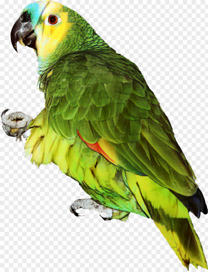 Parrot Clip Art Budgerigar Turquoise-fronted Amazon PNG