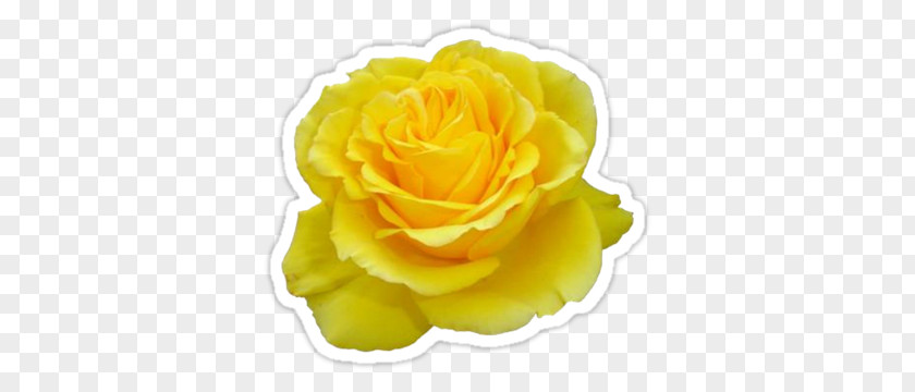 Rose Gardening Yellow Flower Desktop Wallpaper PNG