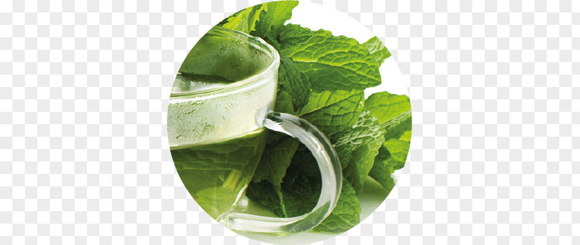 Salvia Fresca Mojito Spring Greens Mint Julep Herb Romaine Lettuce PNG