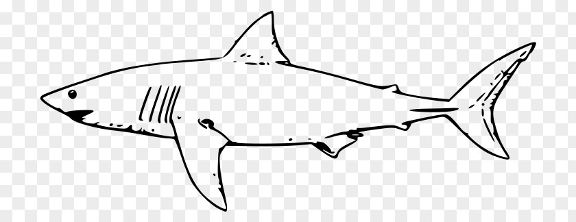 Shark Great White Hammerhead Bull Clip Art PNG