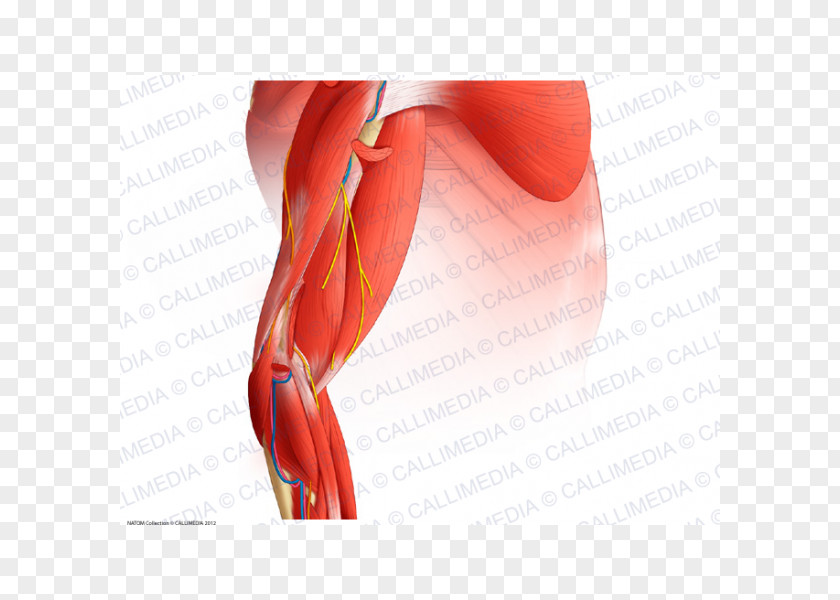 Arm Elbow Muscle Nerve Augšdelms PNG