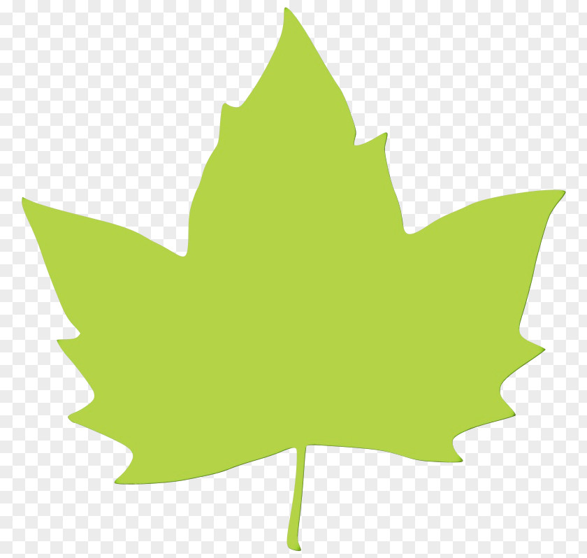 Black Maple Woody Plant Leaf PNG