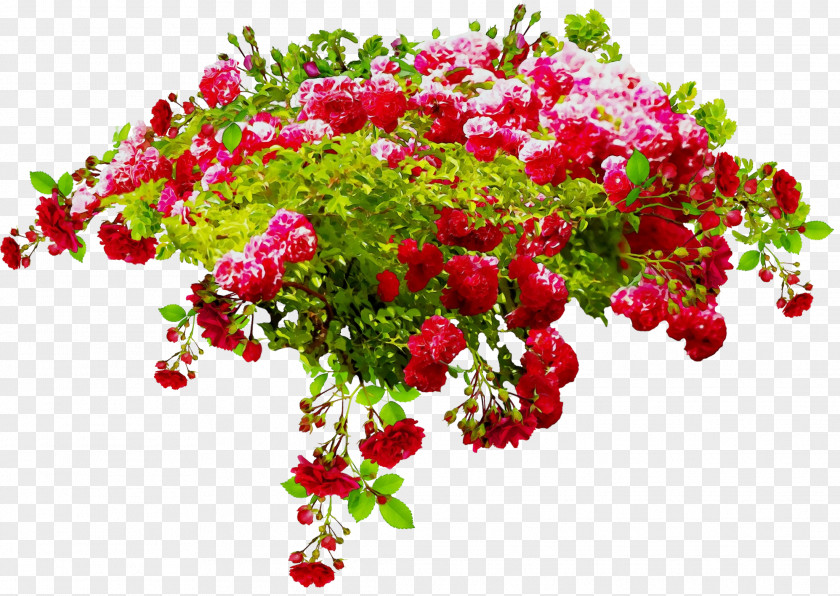 Branch Rose PNG