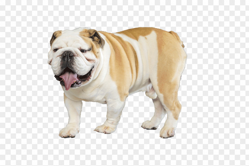 Bulldog French Pug English Cocker Spaniel Puppy PNG