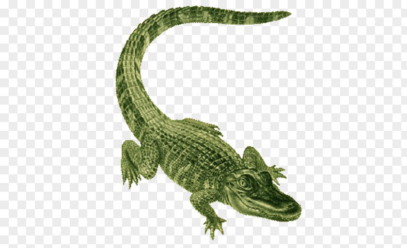 Nile Crocodile American Reptile Alligator Crocodilia Saltwater PNG
