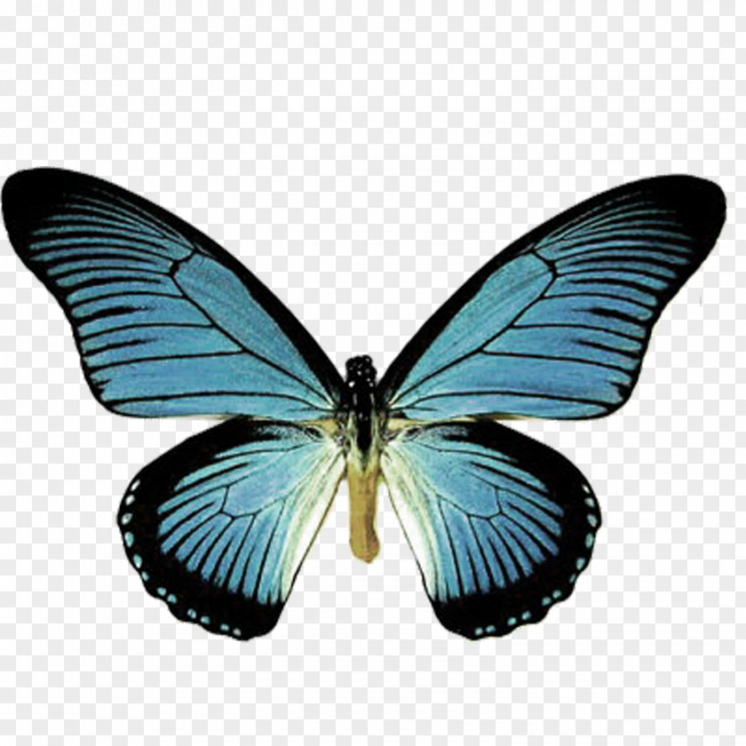 Blue Butterfly Papilio Machaon Insect Ulysses Zalmoxis PNG