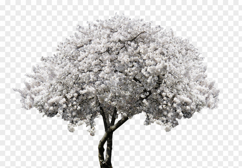 Cherry Blossom Flower Tree Shrub PNG