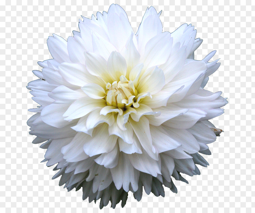 Dahlia Painting Common Daisy Cut Flowers PNG