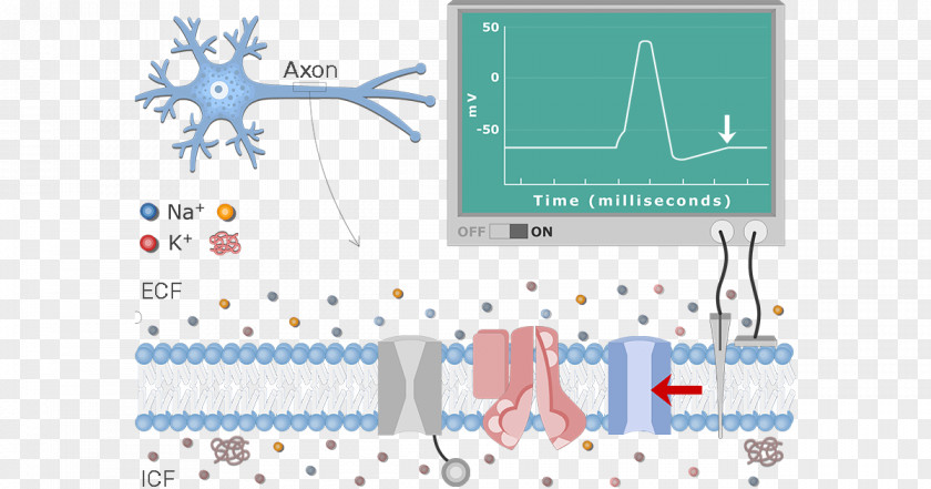Diagram Neuron Resting Potential Action Membrane PNG