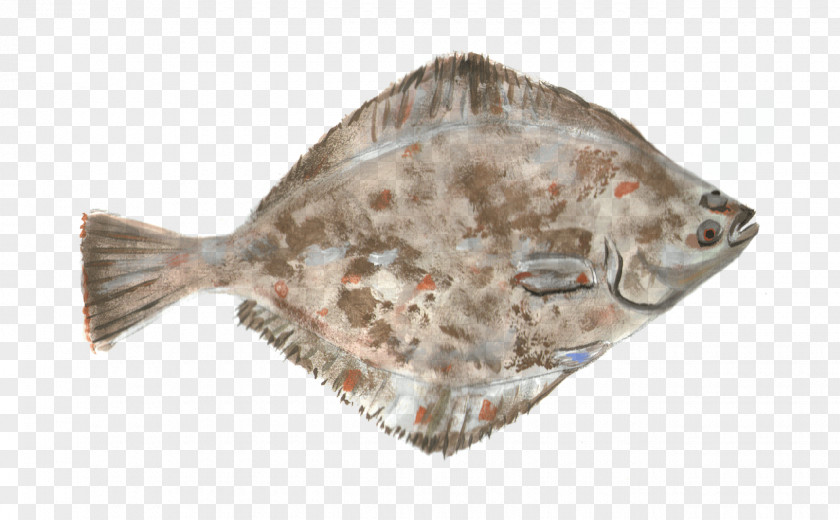 Fish Large Tooth Flounders Flatfish Food PNG