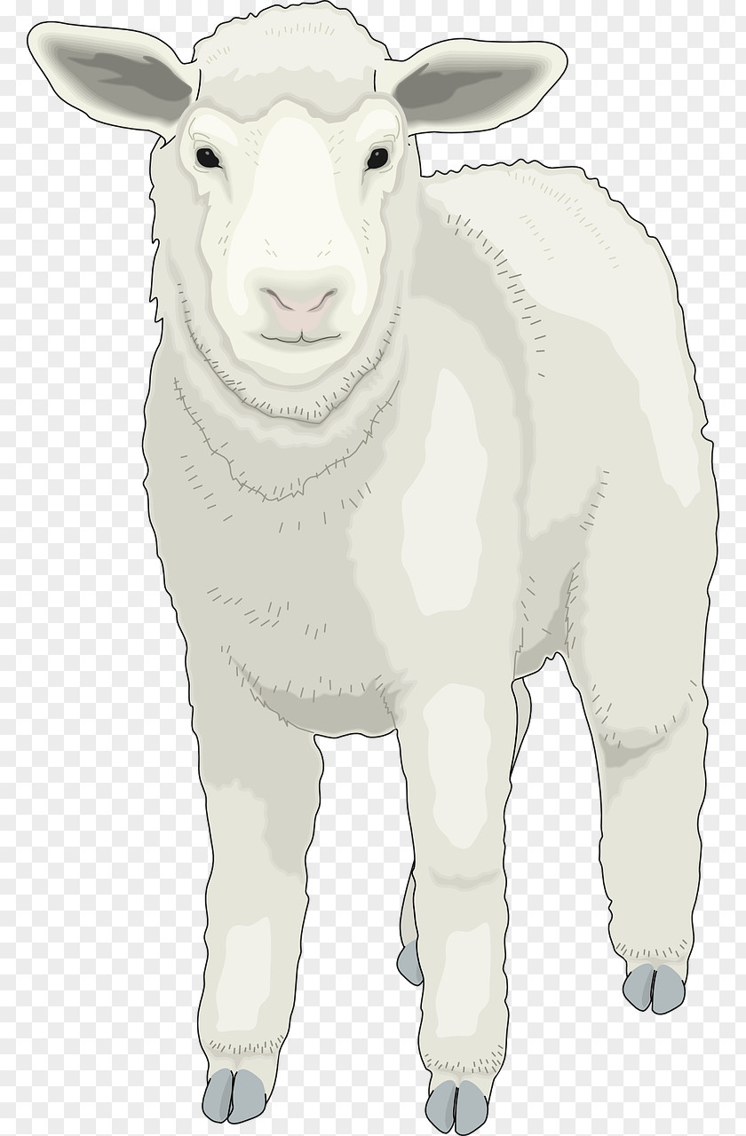 Fluffy Little Sheep Clip Art PNG