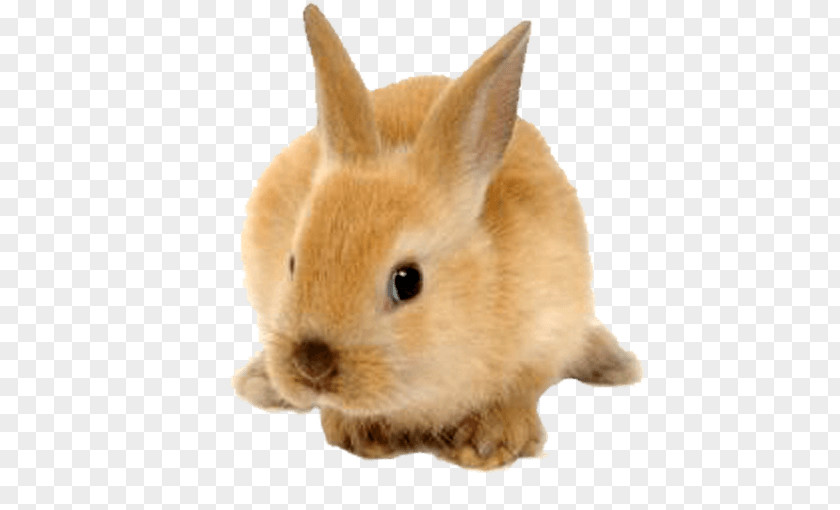 Fluffy Rabbit Clip Art PNG