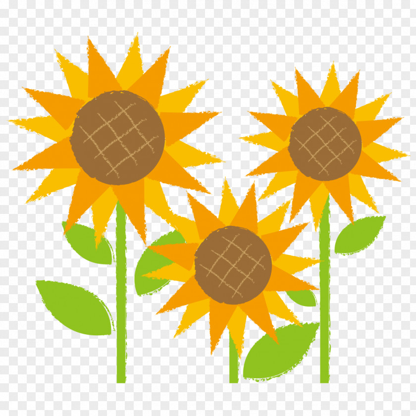 School Sunflower Flower. PNG