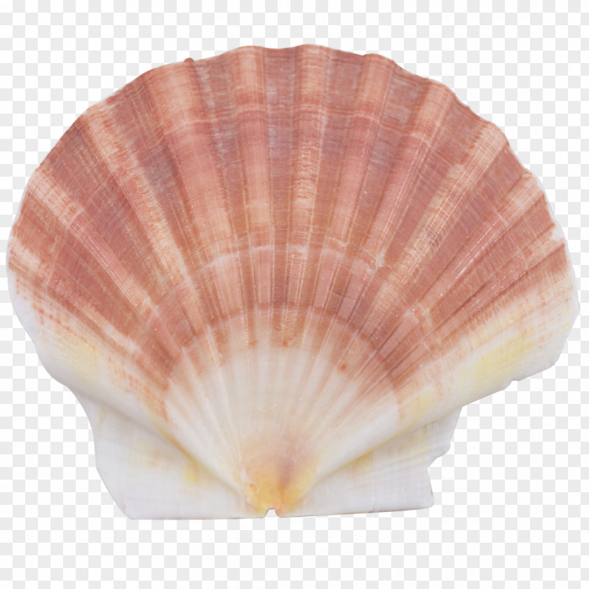 Seashell Cockle Scallop Conchology Oyster PNG