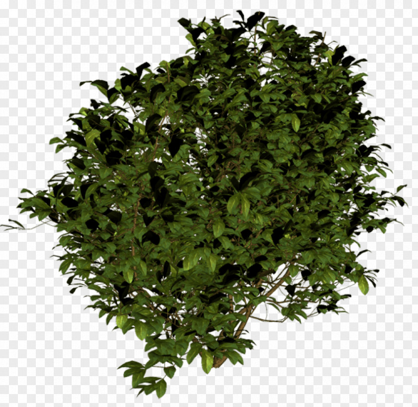 Tree Shrub Plants PNG