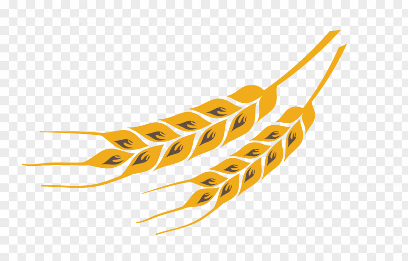 Wheat Color Design Vector Material Yellow PNG