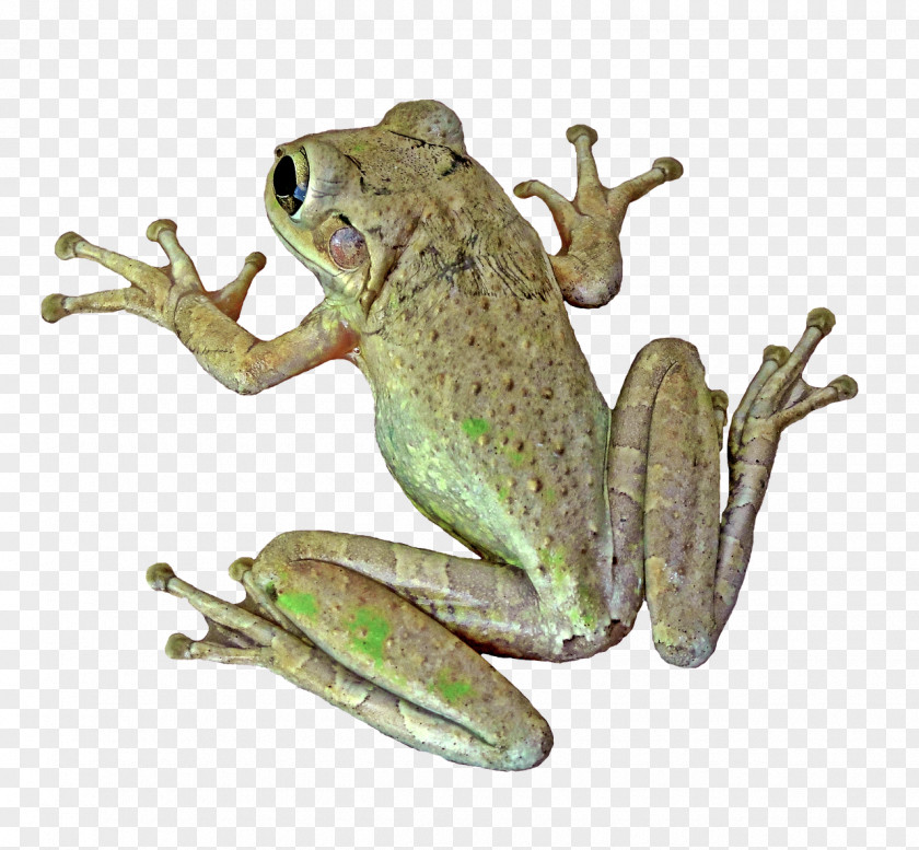 ANIMAl True Frog Amphibian Vertebrate Toad PNG