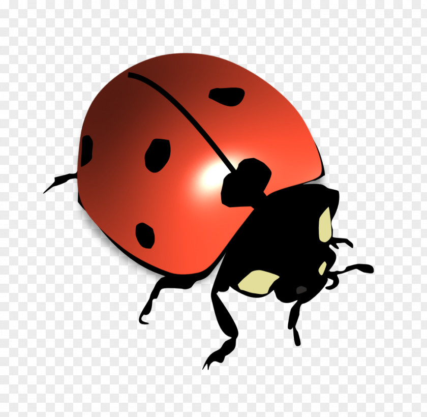 Beetle Ladybird Seven-spot Psyllobora Vigintiduopunctata PNG
