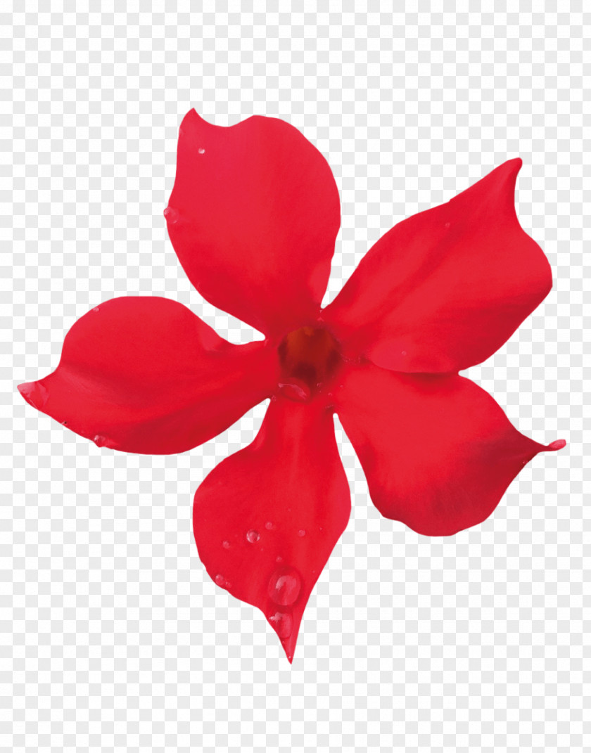 Flower Petals Petal Rocktrumpet Red Color PNG