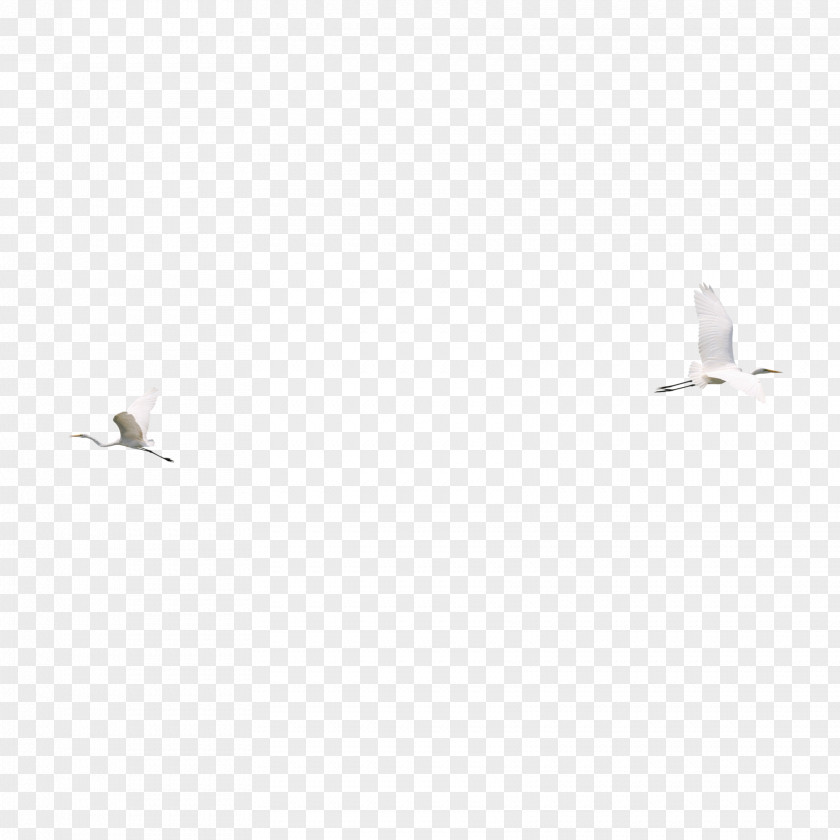 Flying Swan Light Download PNG